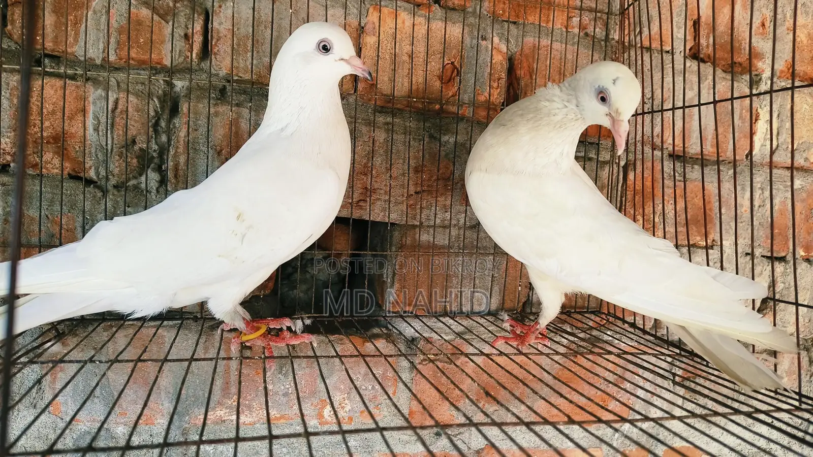 Pigeon Sale