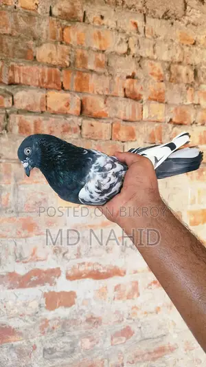 Pigeon Sale