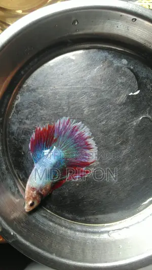 Betta Fish