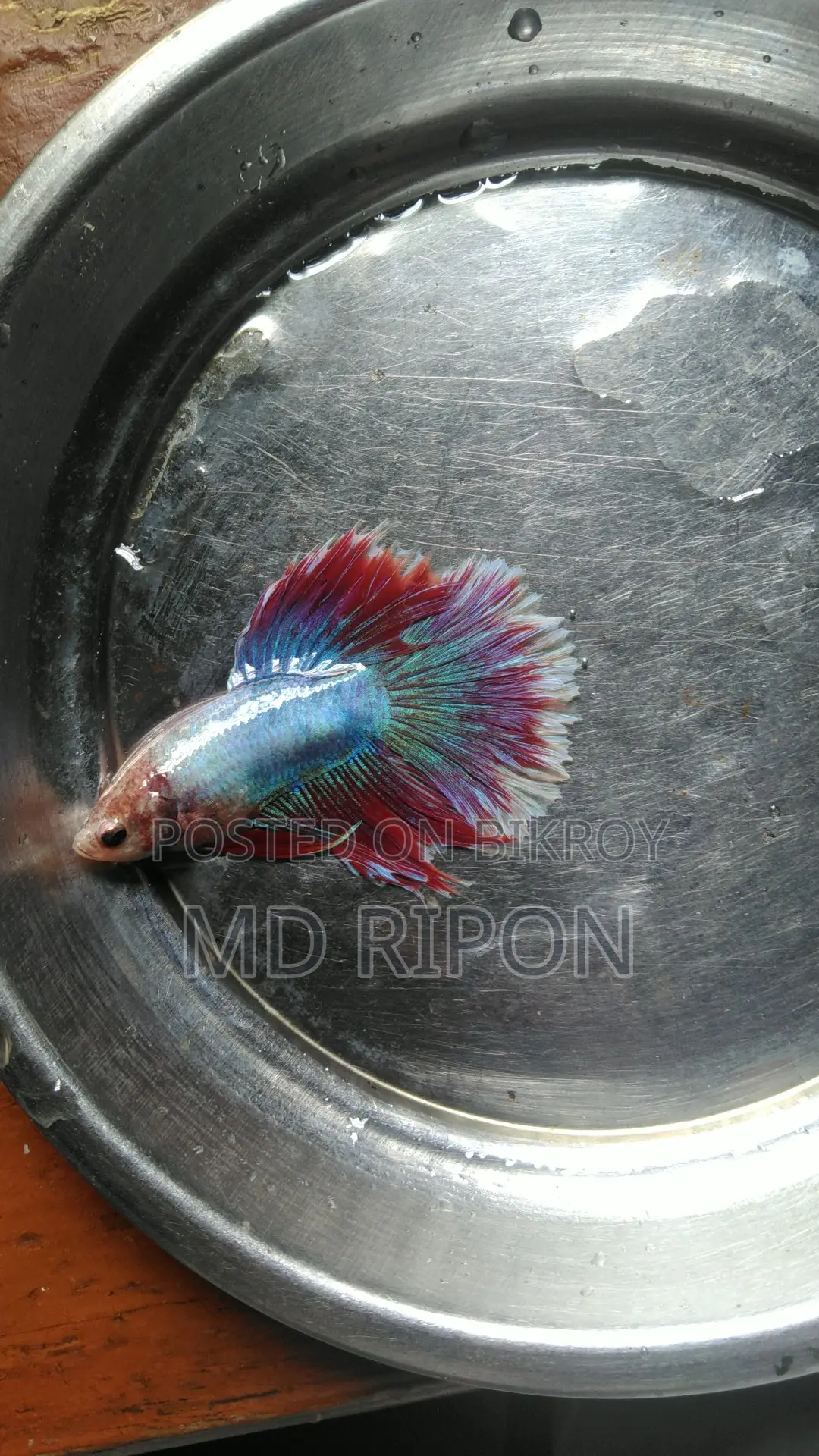 Betta Fish