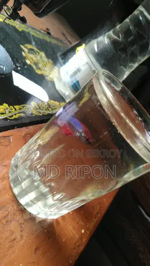 Betta Fish
