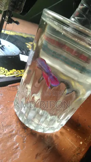 Betta Fish