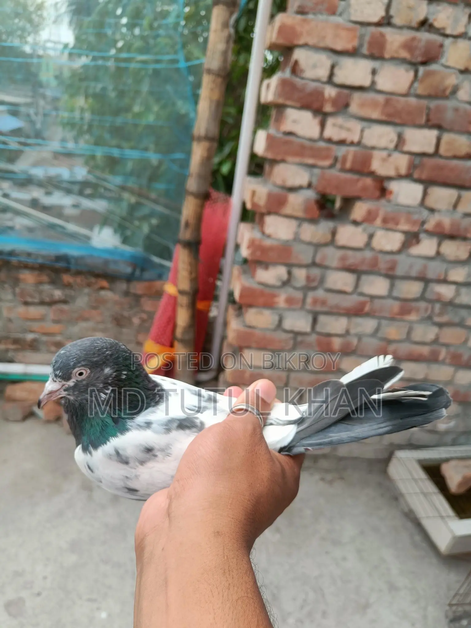 টেডি বিয়ার