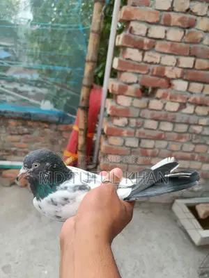 টেডি বিয়ার