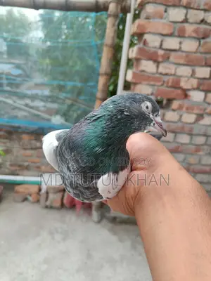 টেডি বিয়ার
