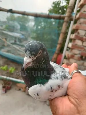টেডি বিয়ার