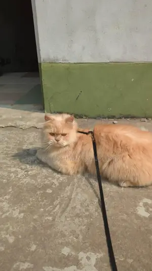 পিওর পার্সিয়ান