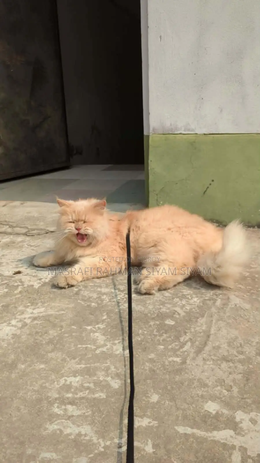 Pure Persian