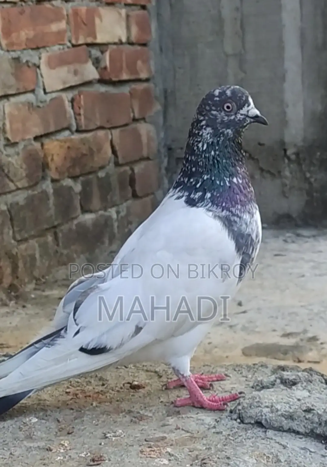 Giribaz Male Pigeon