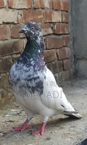 Giribaz Male Pigeon