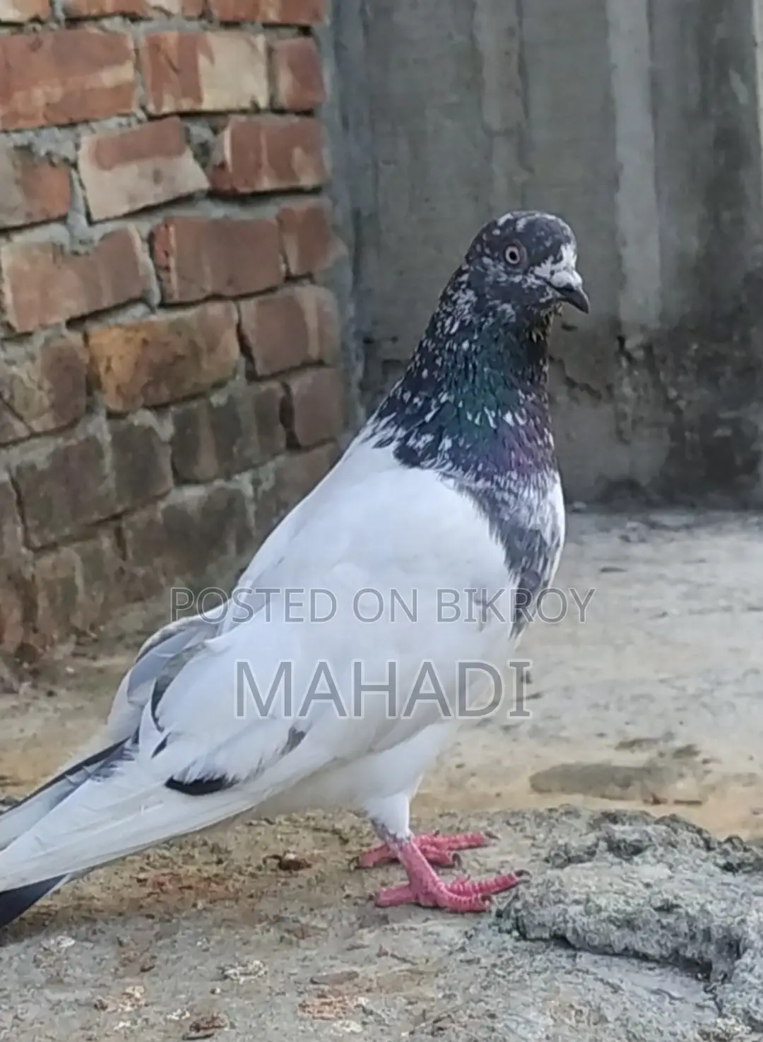 Giribaz Male Pigeon