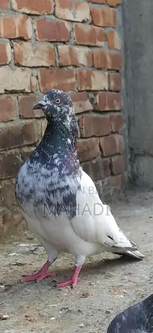 Giribaz Male Pigeon