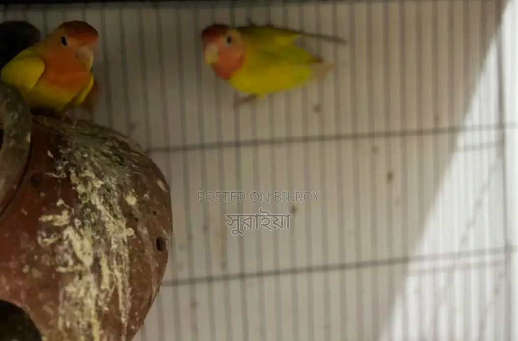 লুটিনো রেড হেড অপালাইন লার্ভবাডস