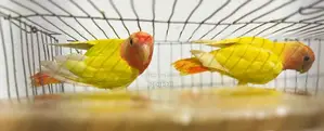 লুটিনো রেড হেড অপালাইন লার্ভবাডস
