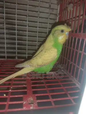 Running Female