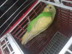 Running Female