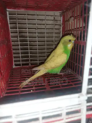 Running Female