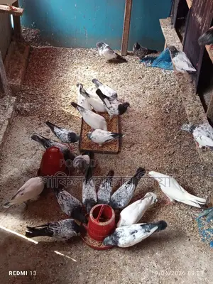Some pigeons for sale