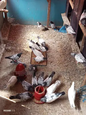 Some pigeons for sale