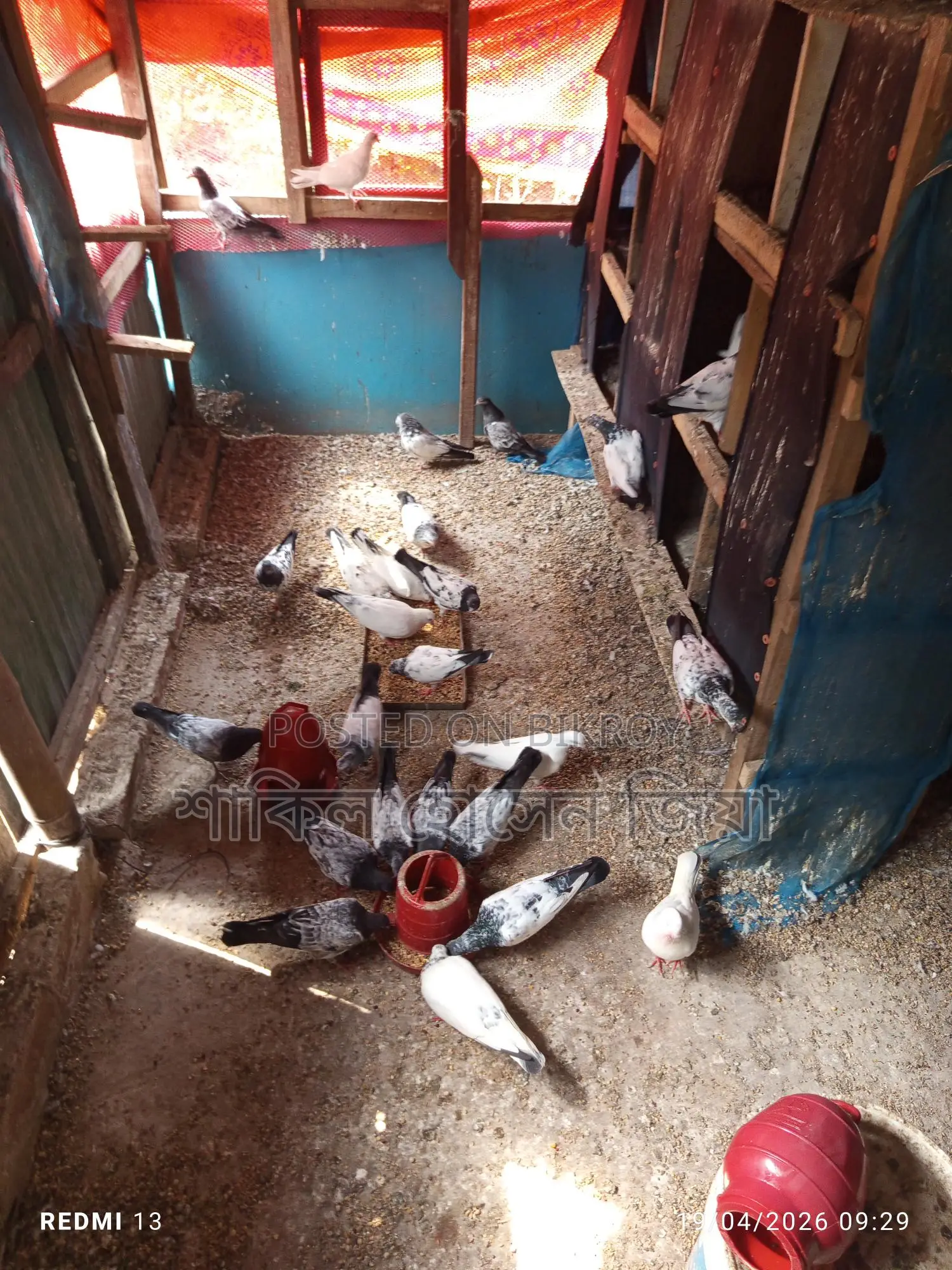 Some pigeons for sale
