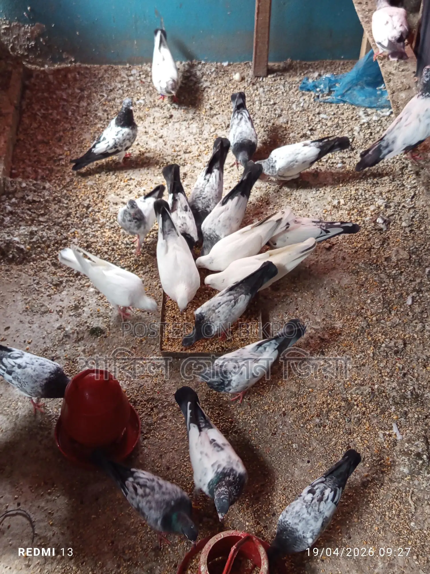 Some pigeons for sale
