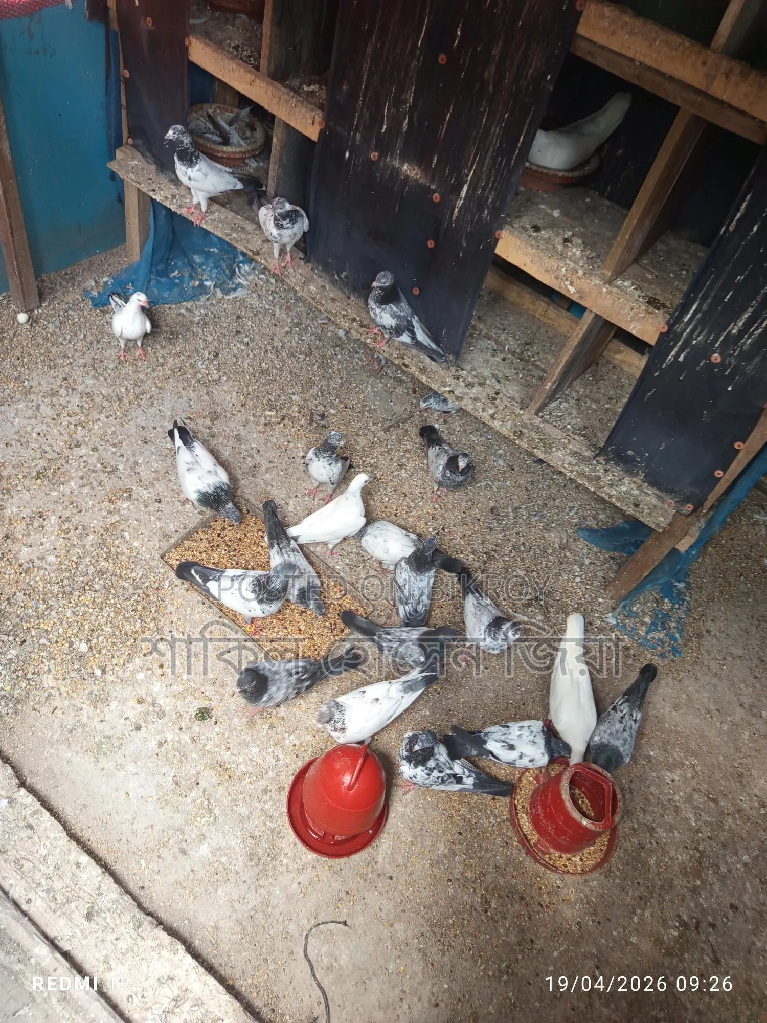 Some pigeons for sale