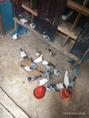 Some pigeons for sale
