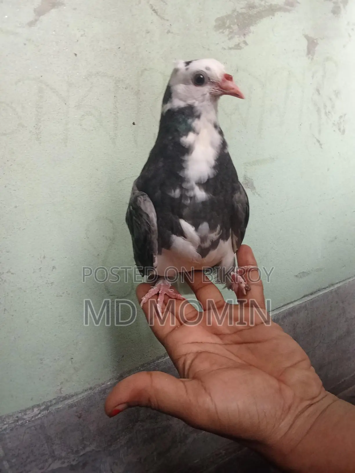 Siraji Pigeon