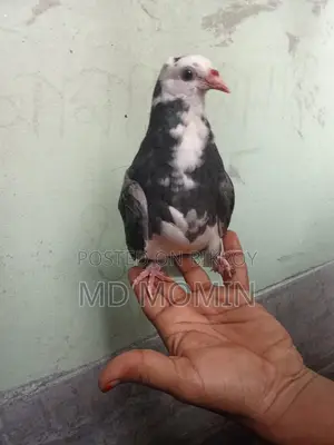 Siraji Pigeon