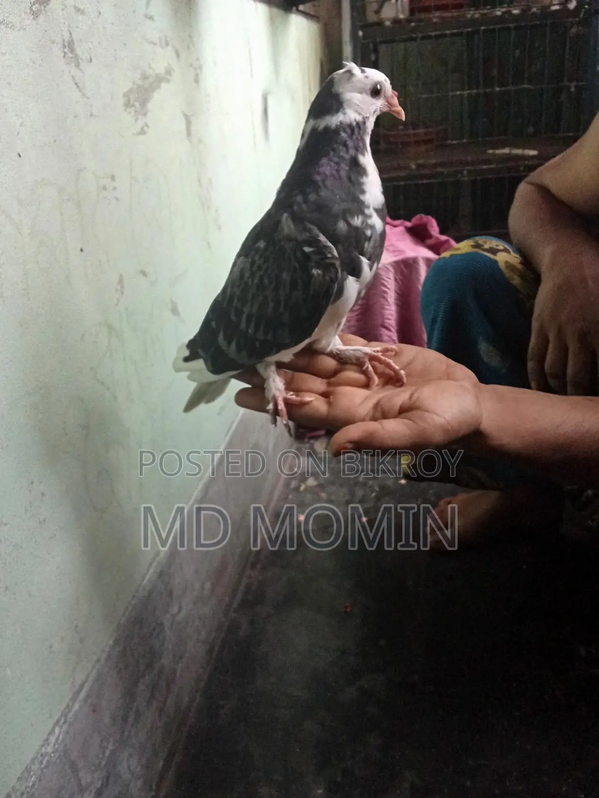 Siraji Pigeon