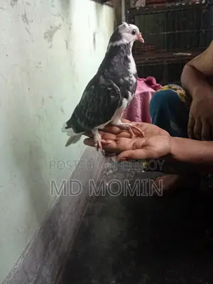 Siraji Pigeon