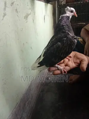 Siraji Pigeon