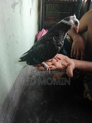 Siraji Pigeon