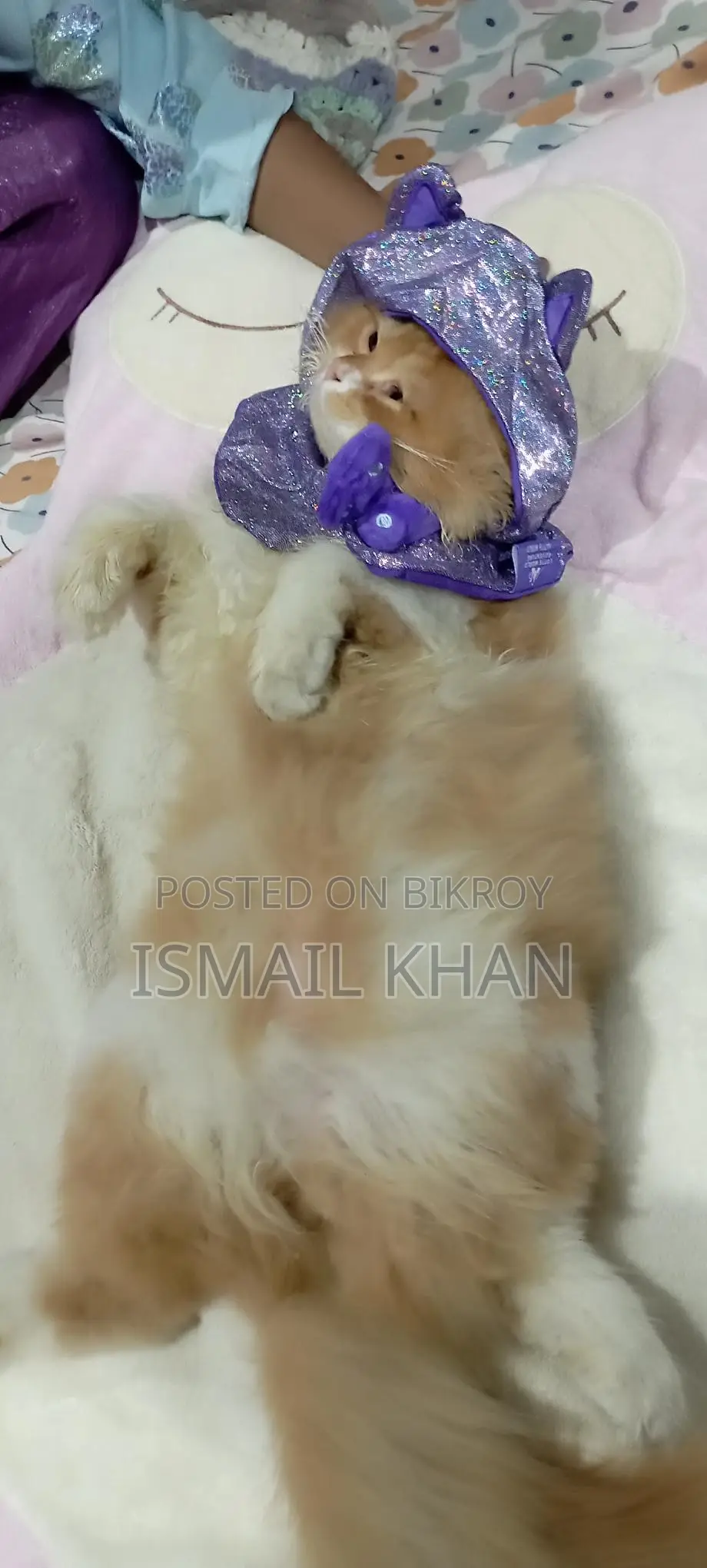 Ginger Cat