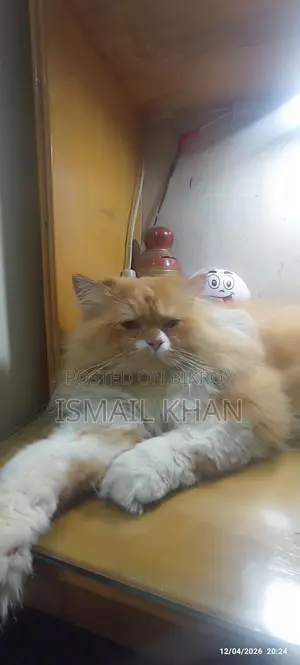 Ginger Cat