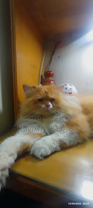 Ginger Cat