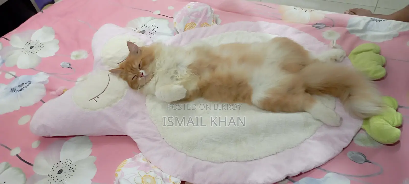 Ginger Cat