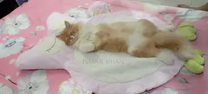 Ginger Cat
