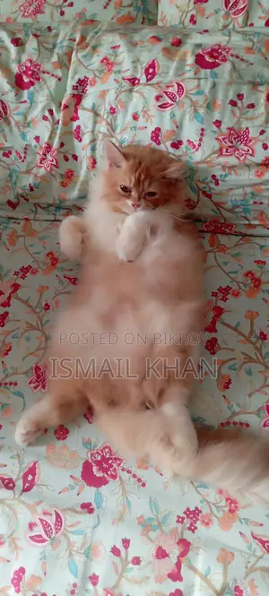 Ginger Cat