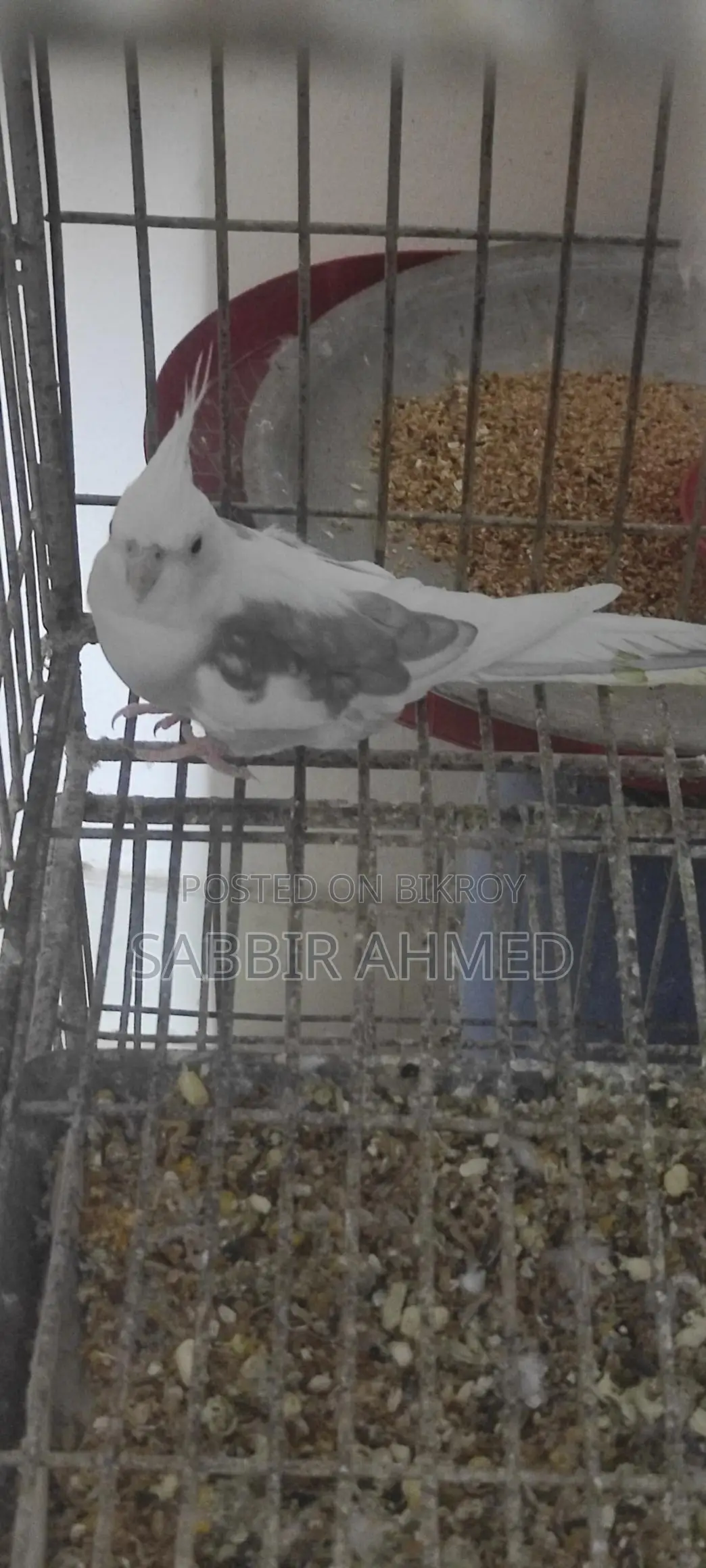 Cockatiel Bird
