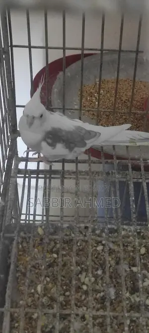 Cockatiel Bird