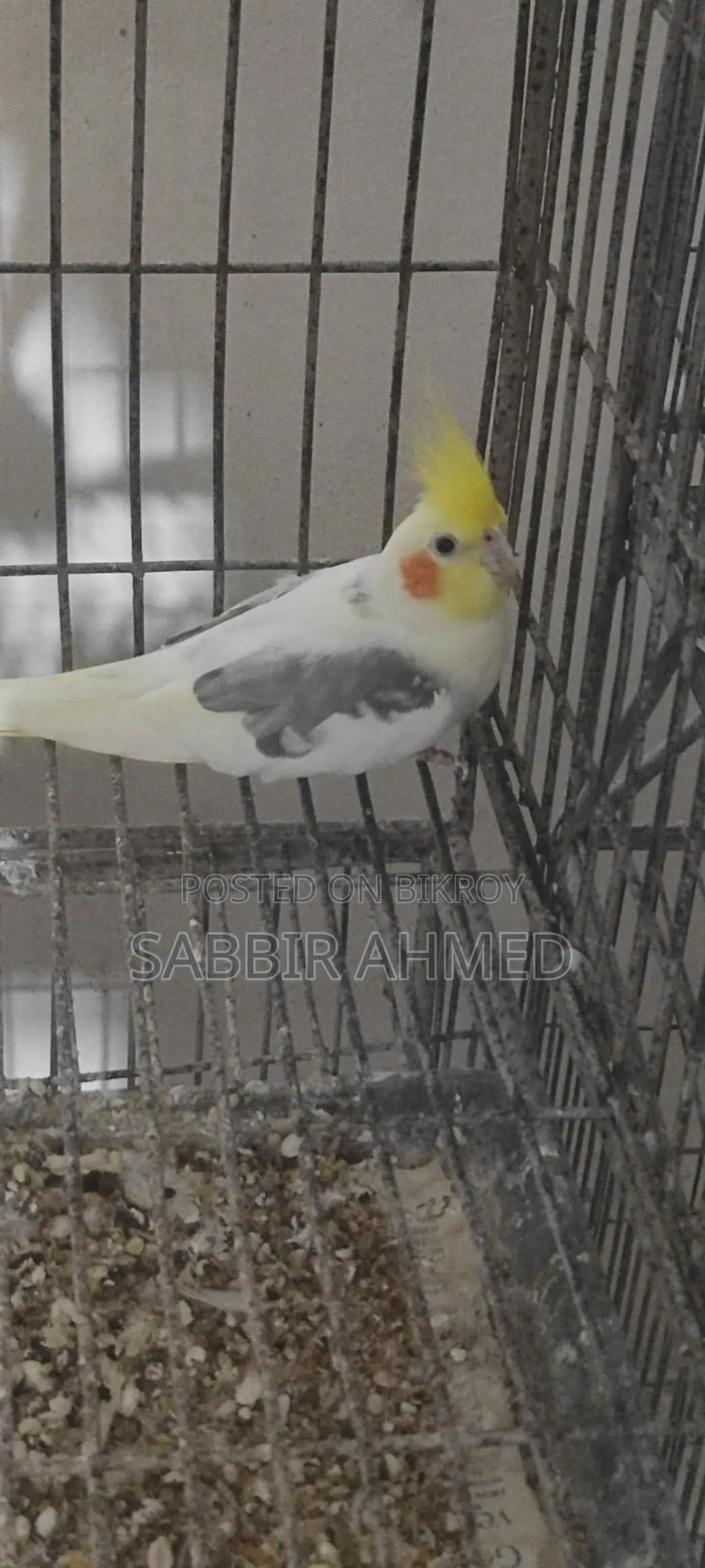 Cockatiel Bird