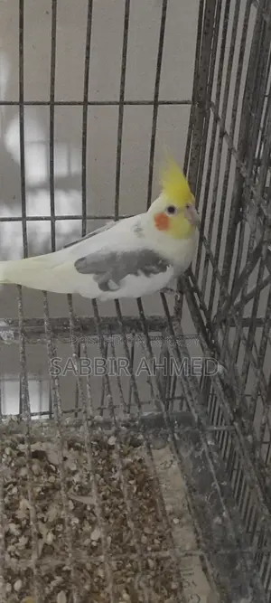 Cockatiel Bird