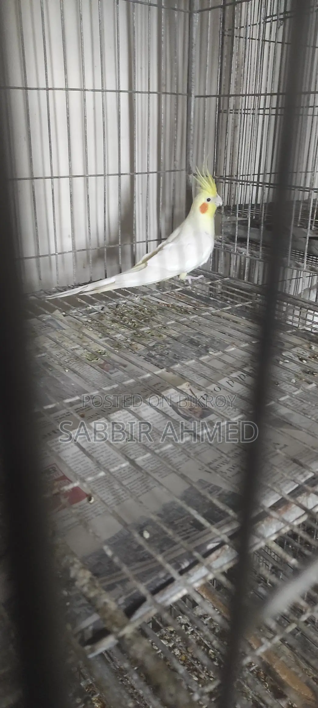 Cockatiel Bird