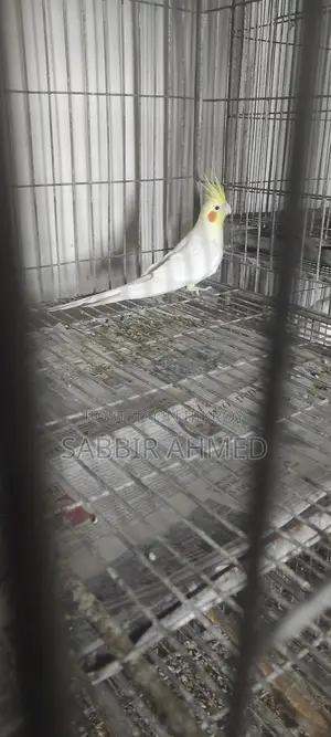 Cockatiel Bird