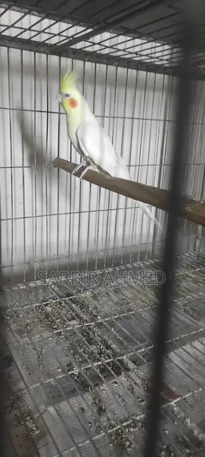 Cockatiel Bird