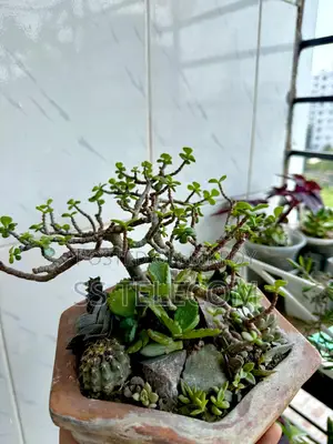 সাকুল্যান্ডসহ বনসাই