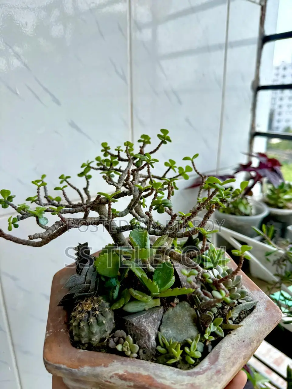 সাকুল্যান্ডসহ বনসাই