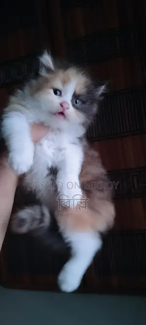 Persian Kitten
