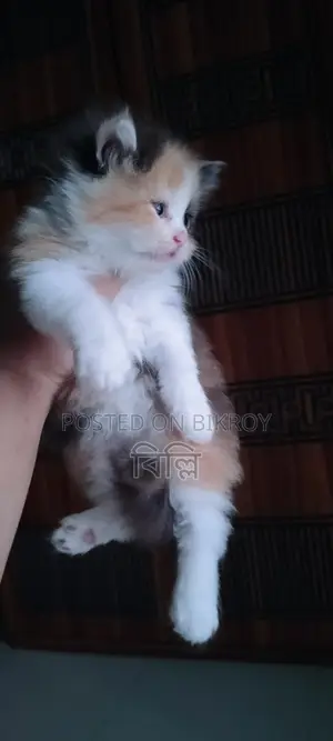 Parsian kitten